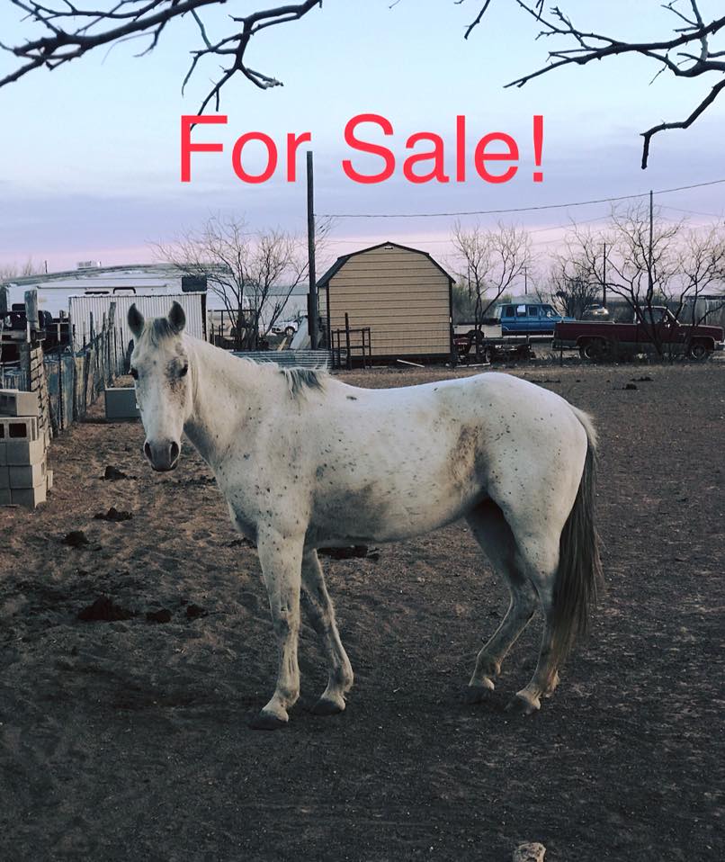 Last Chance Ranch