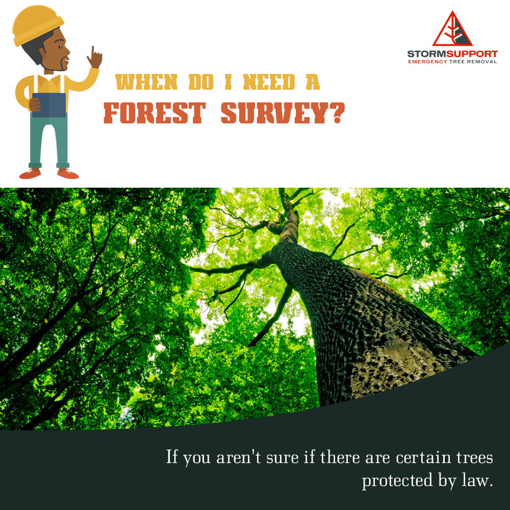 Storm Support Emergency Tree Removal LLC | Rockford MI