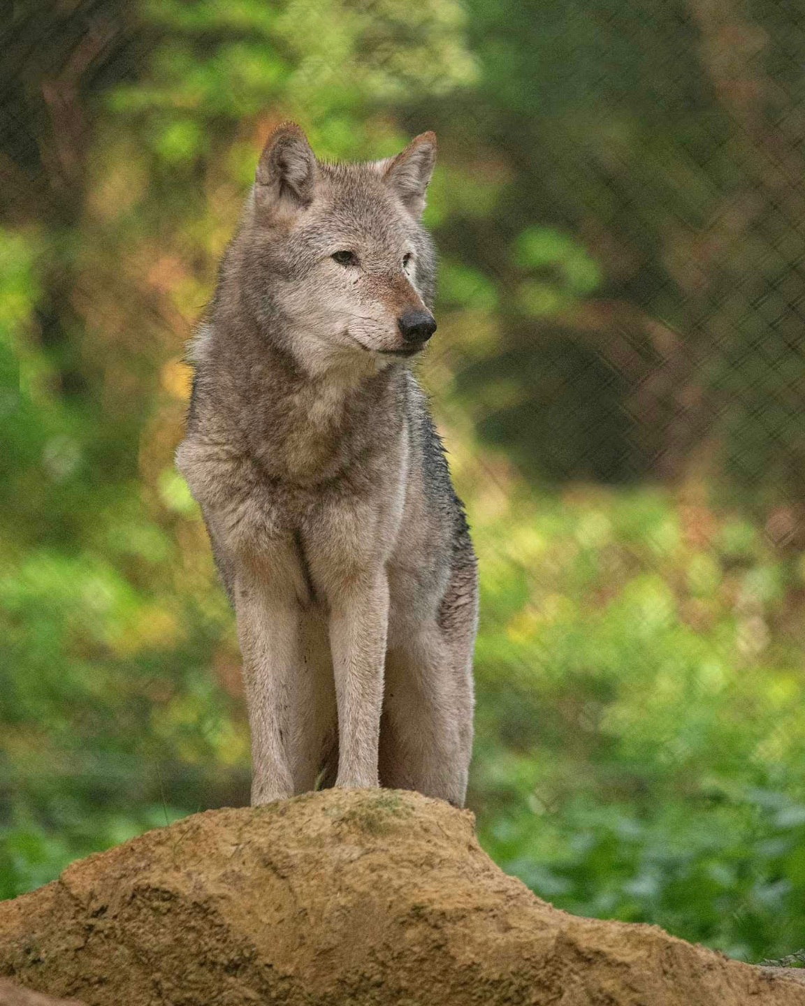 The New - We are deeply saddened to announce the passing of Cedar, one ...
