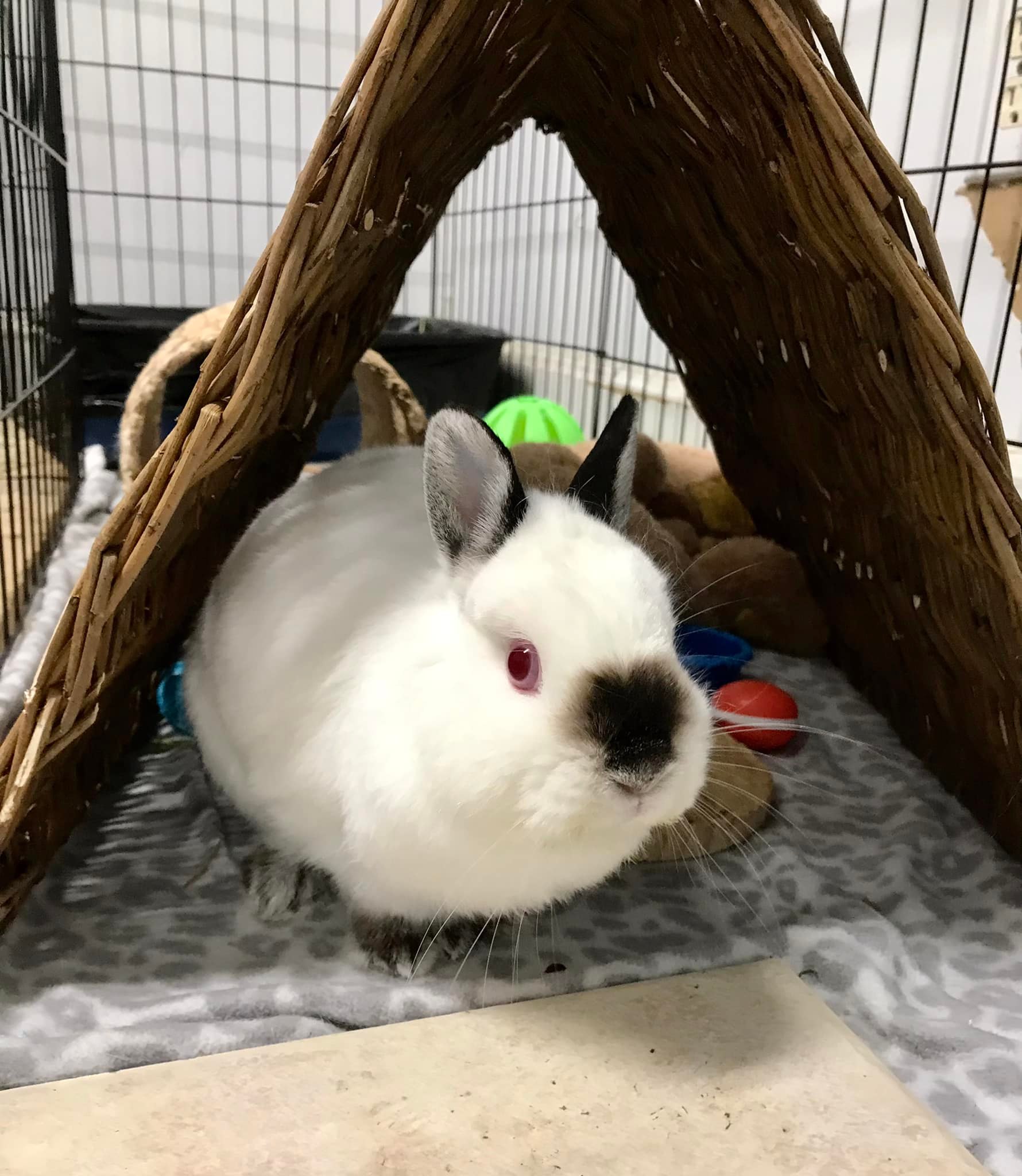 Thank you to everyone who... - Georgia House Rabbit Society | Facebook