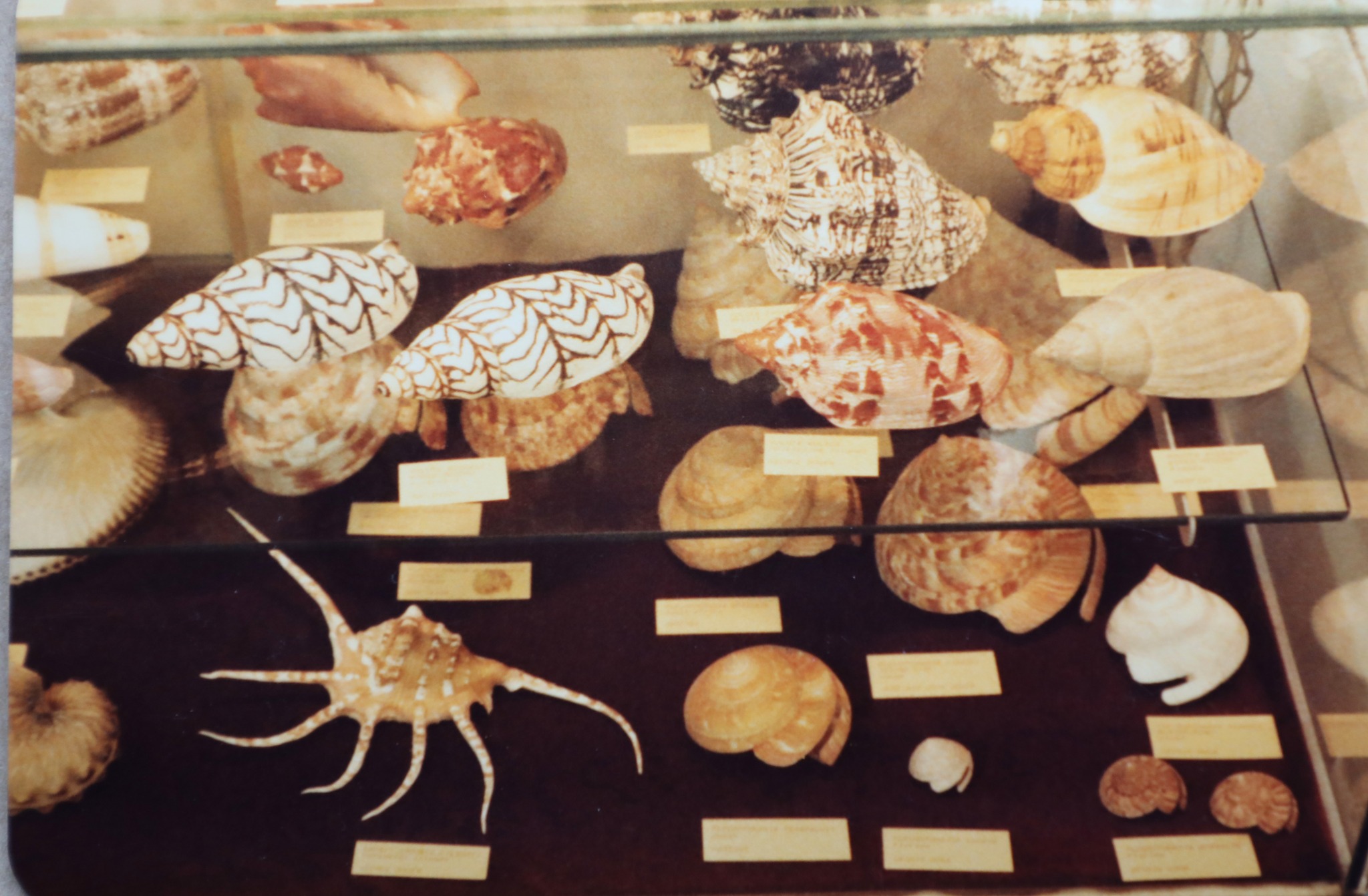 Burr Shells