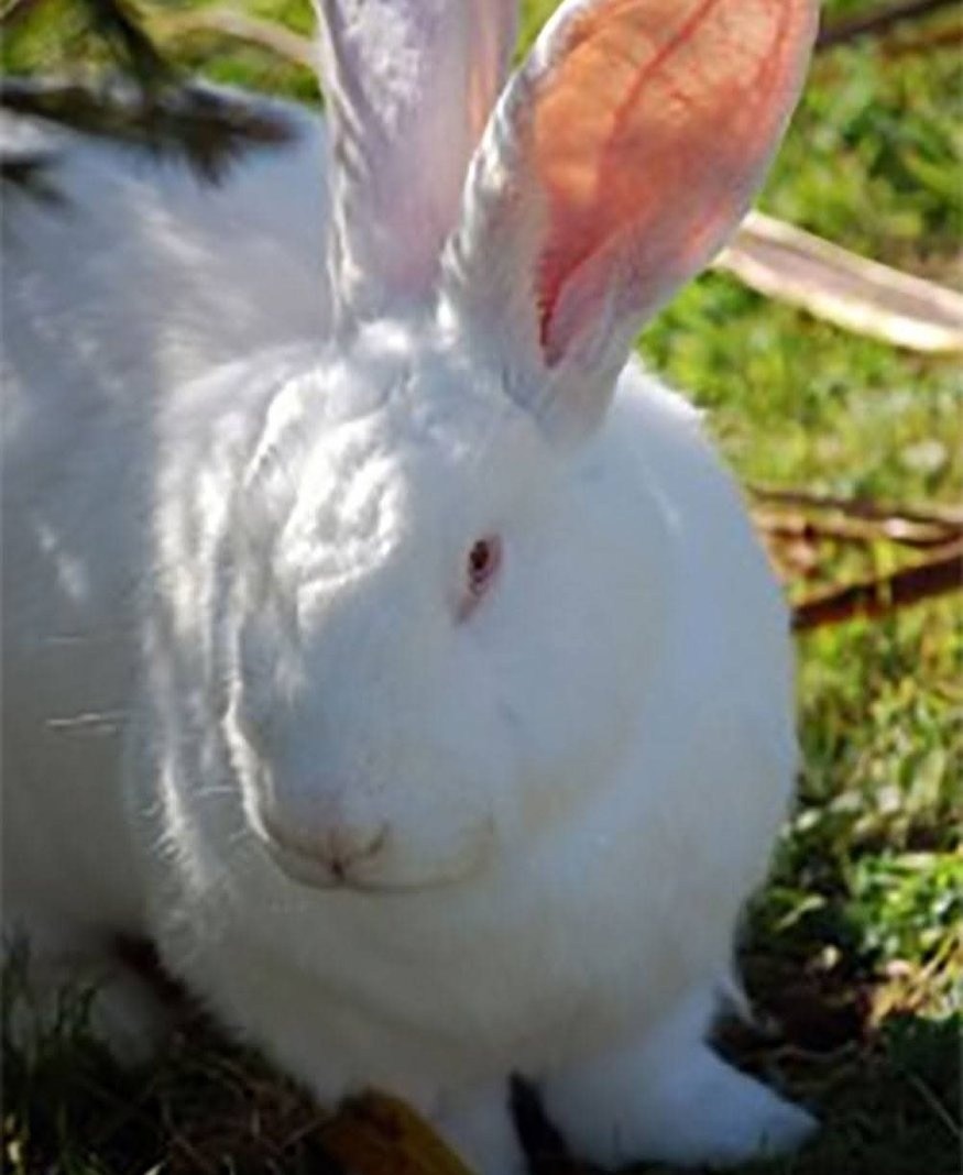 Farmer Tinashe - WHY RABBIT FARMING? 🐇High Reproduction... | Facebook