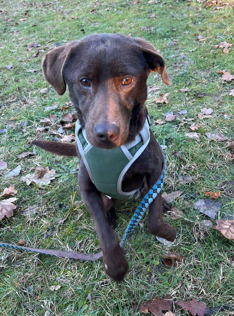 Name: Duke Geschlecht: Rüde Rasse: Labrador (-mix) Geboren ca. im ...