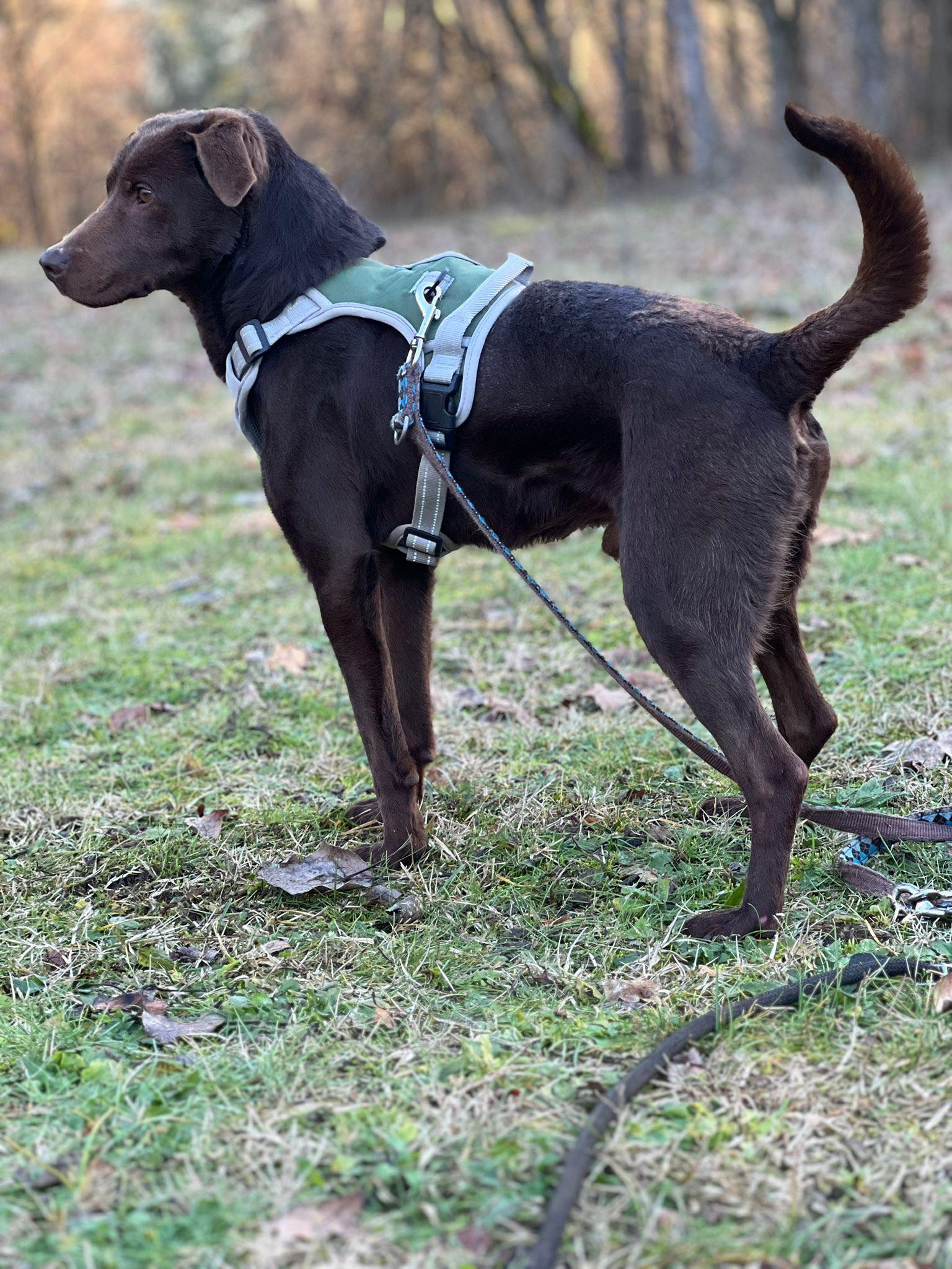 Name: Duke Geschlecht: Rüde Rasse: Labrador (-mix) Geboren ca. im ...
