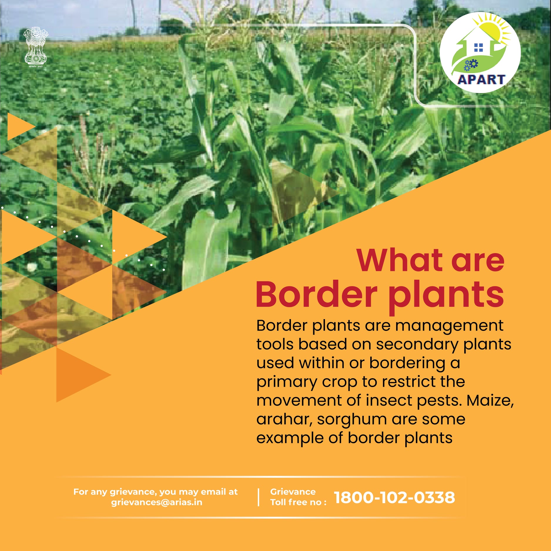 What are Border Plants?🌱🌱 . . . . . #Border #Management #Tools # ...