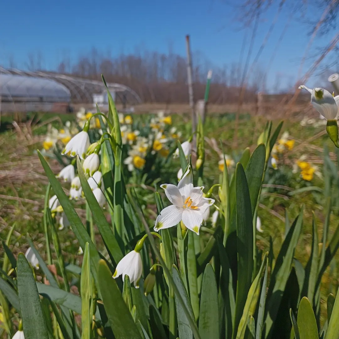 Freedom Rains Farm | Pulaski NY