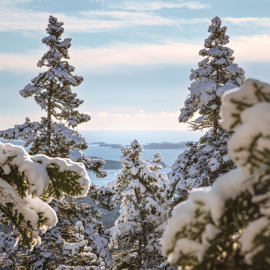 Down - 📷 The view from the Razorback Trail, on Mansell Mountain ...