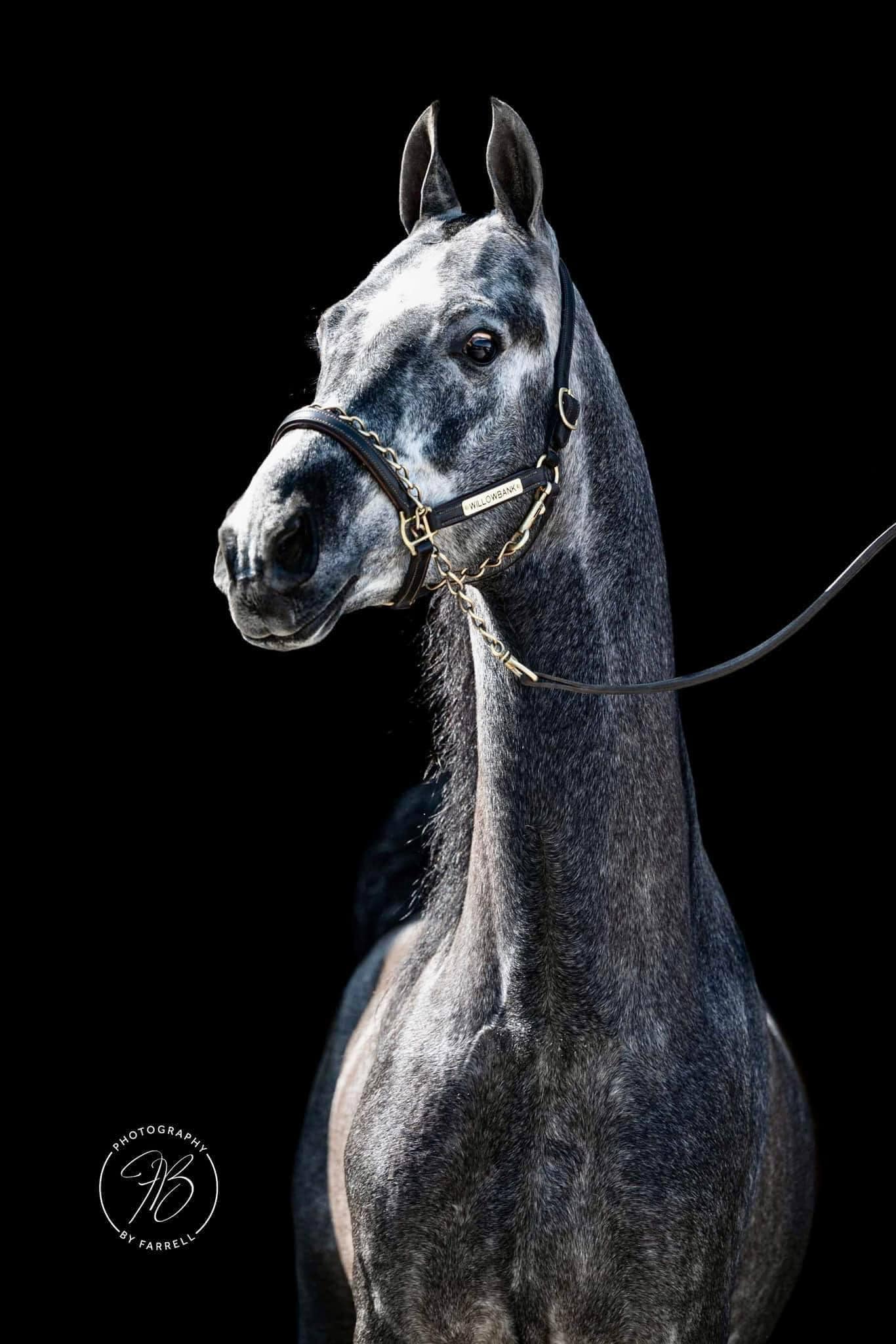 MAYMOON (Kaisoon x Maymoonah) 1975 grey stallion. Bred by the