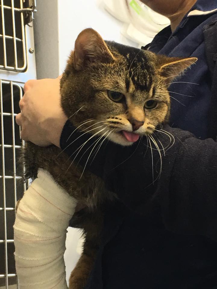 Our spike not impressed with having... - Clear Ridge Vets
