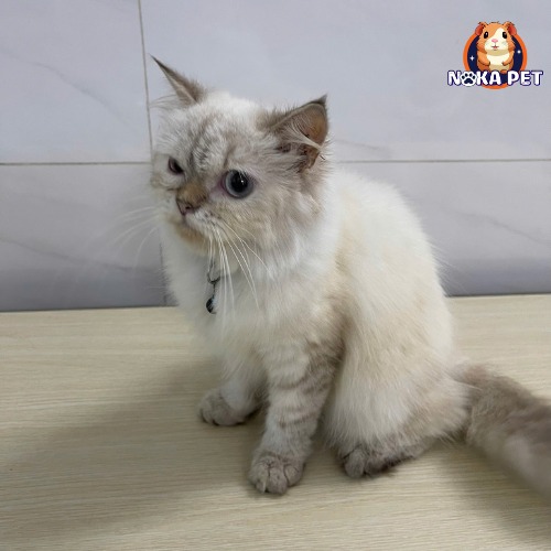 Shop Mèo Anh - Noka Pet | Ho Chi Minh City