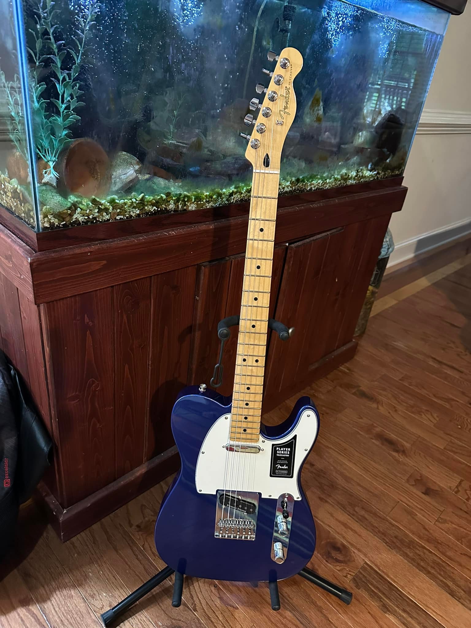 New Fender Telecaster Guitar Purchase and Initial Impressions