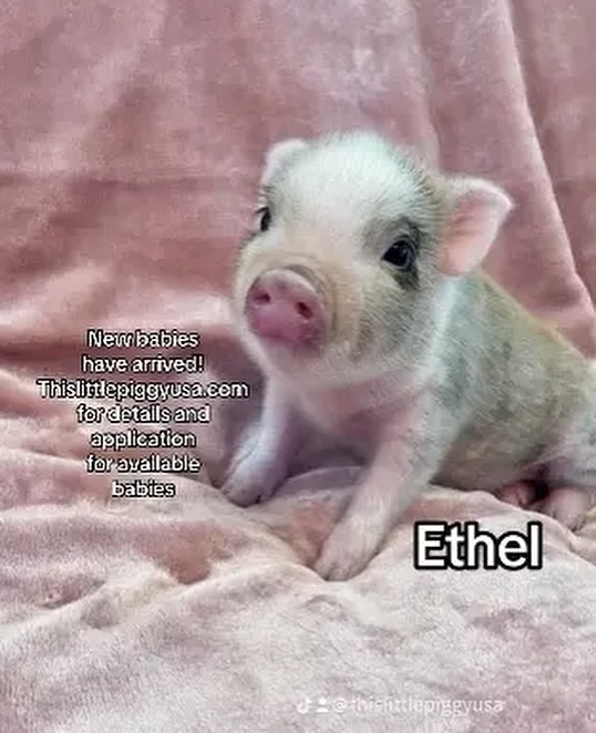This Little Piggy USA