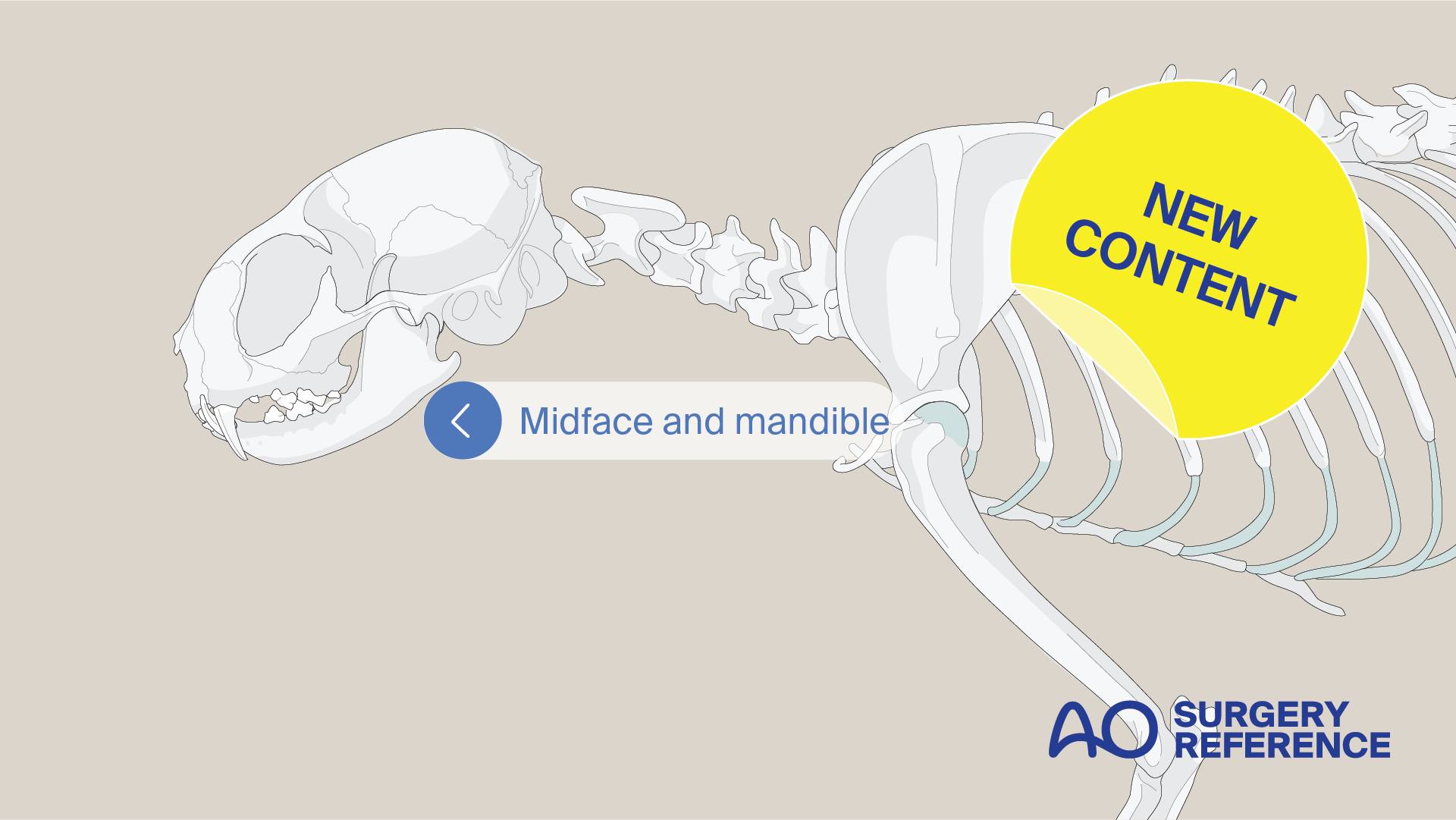 AO - 📢 AO Surgery Reference's new cat midface and mandible module is ...