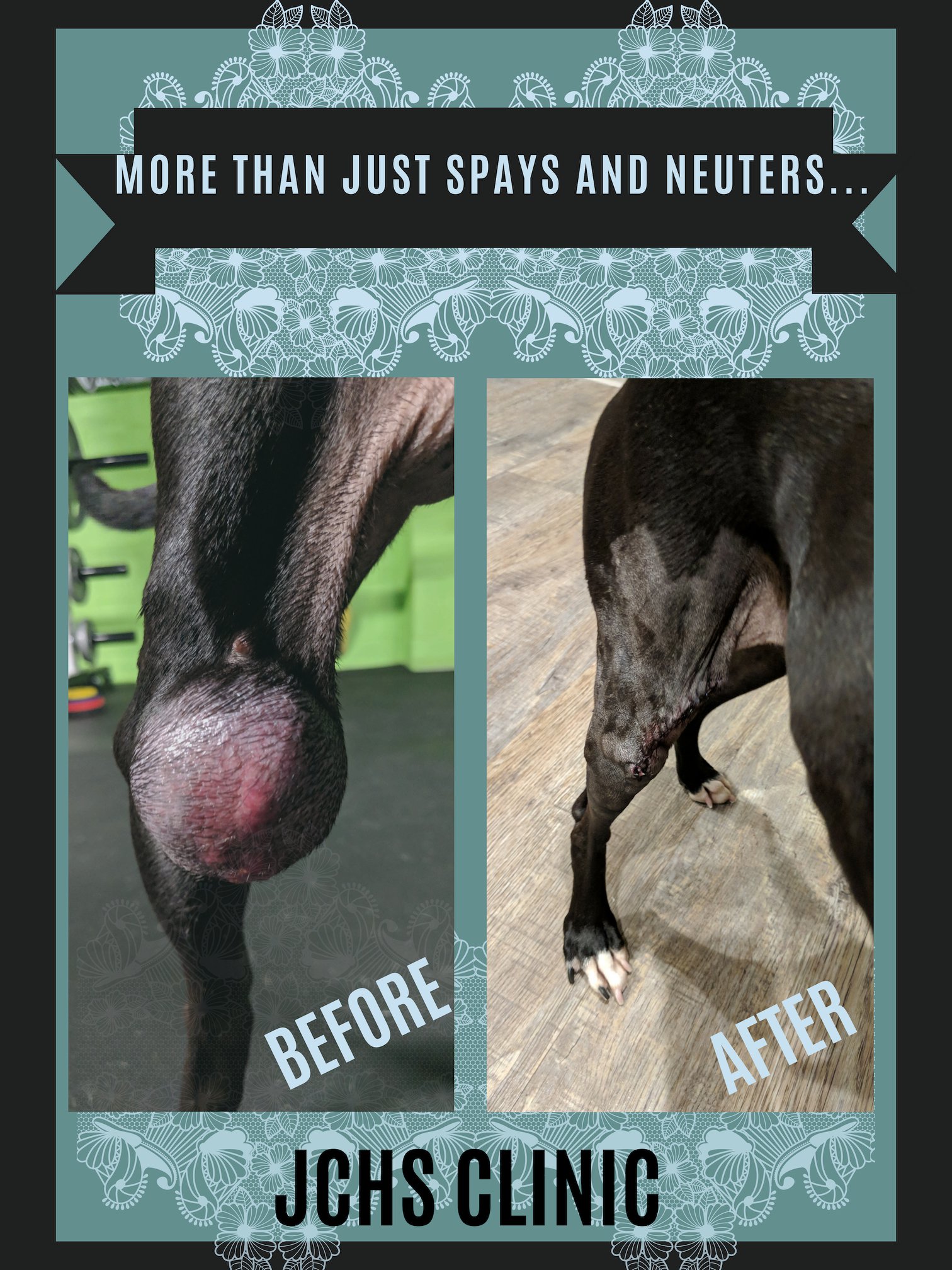 Jefferson County Humane Society removes 9.2 pound tumor