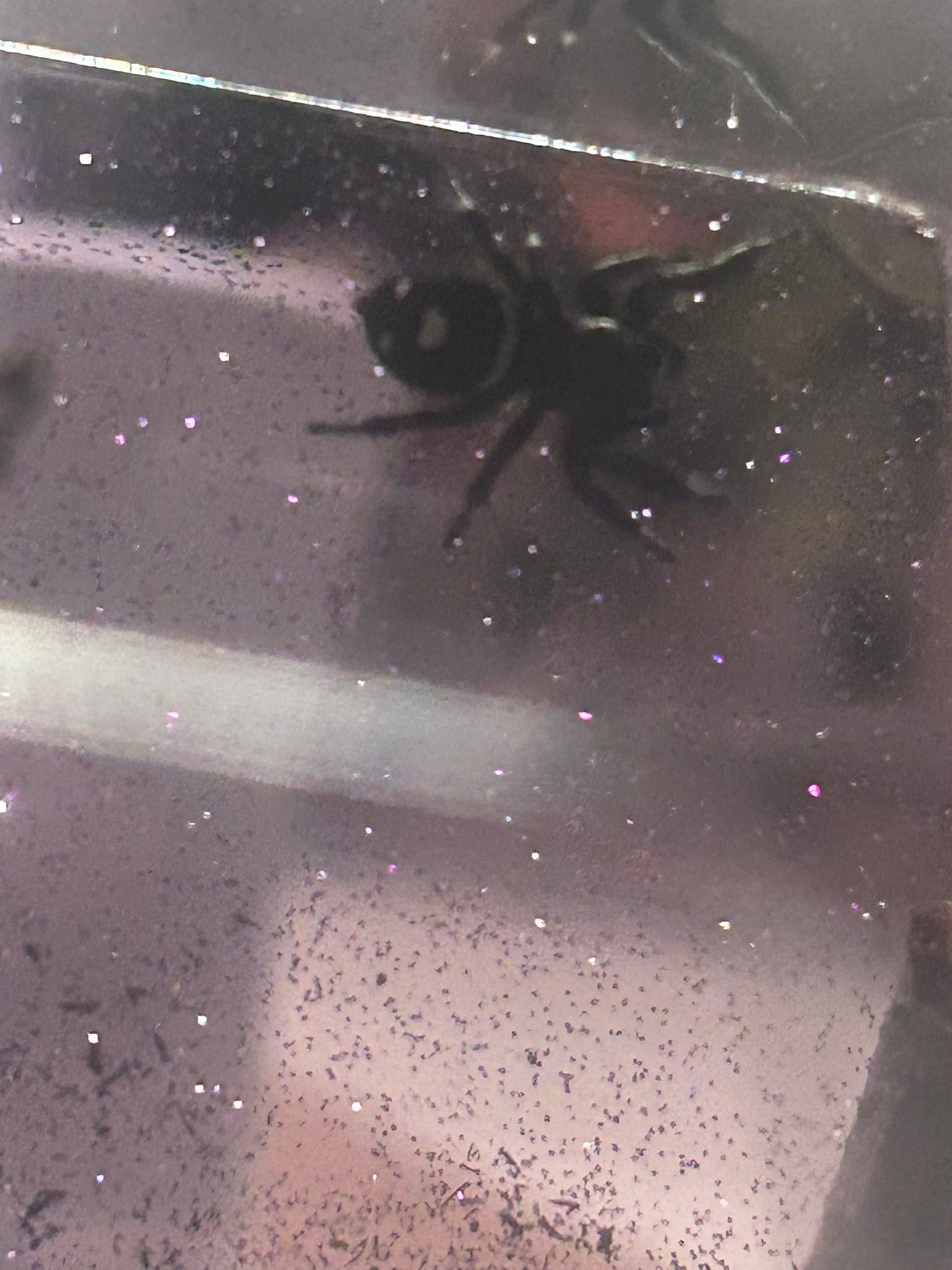 Meet Urikai, my first jumping spider