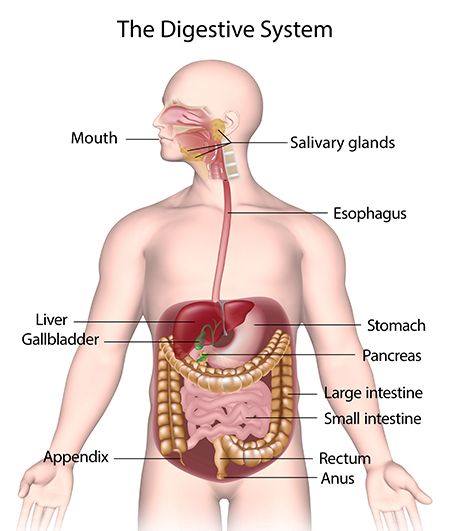 Complete flow chart of human digestive system