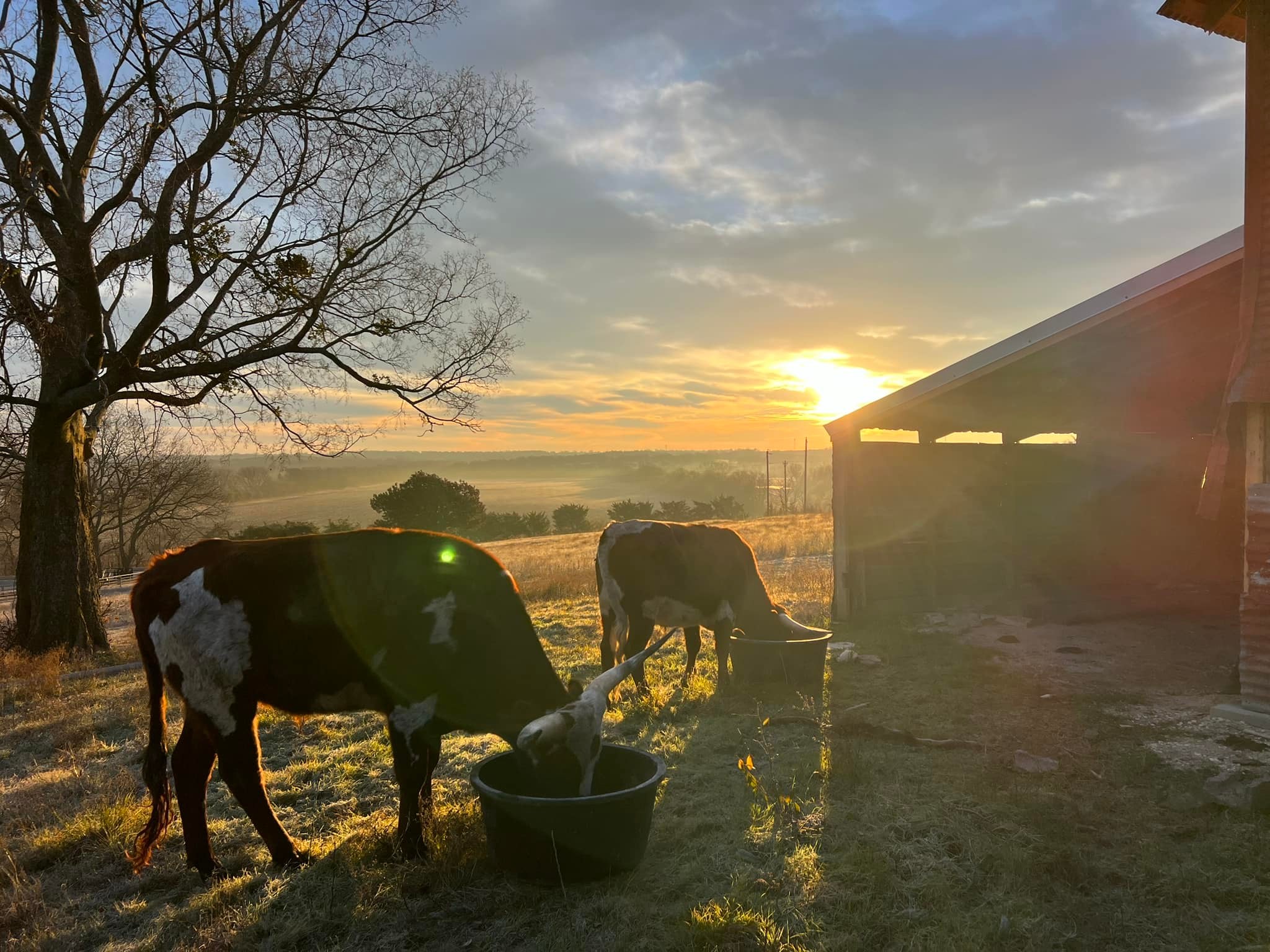 Cross Timbers Ranch