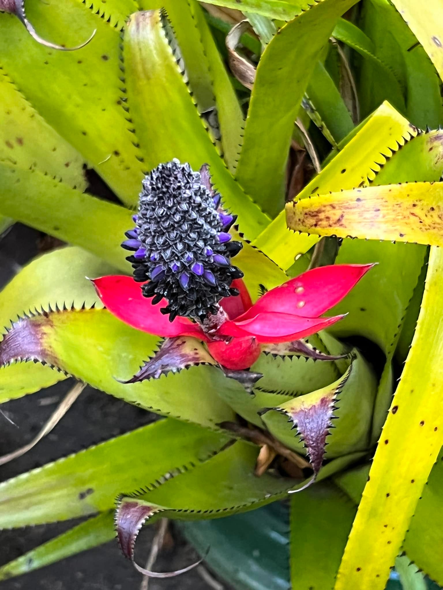 Billbergia 'Ralph Graham French' bromeliad in San Francisco garden