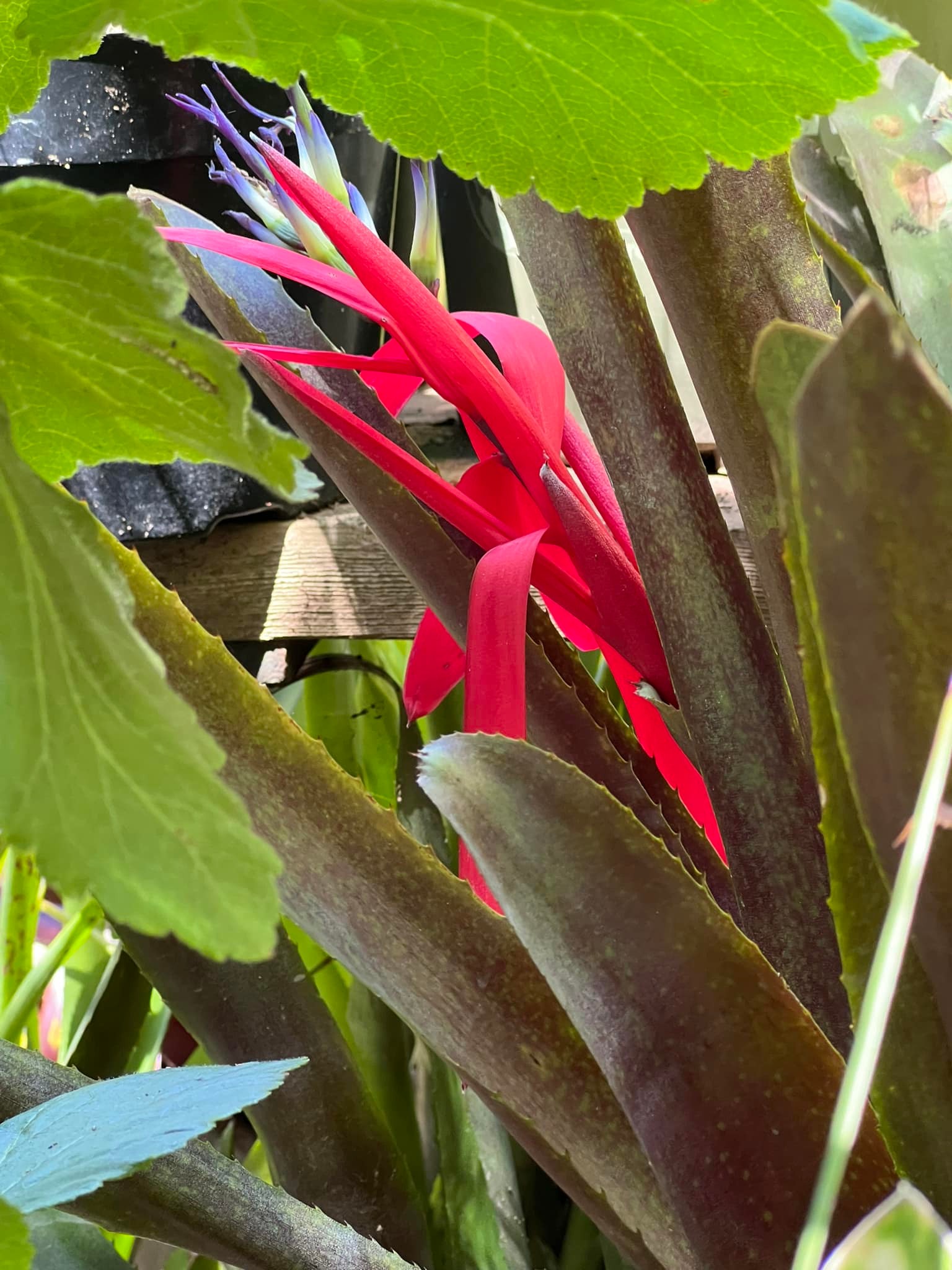 Billbergia 'Ralph Graham French' bromeliad in San Francisco garden