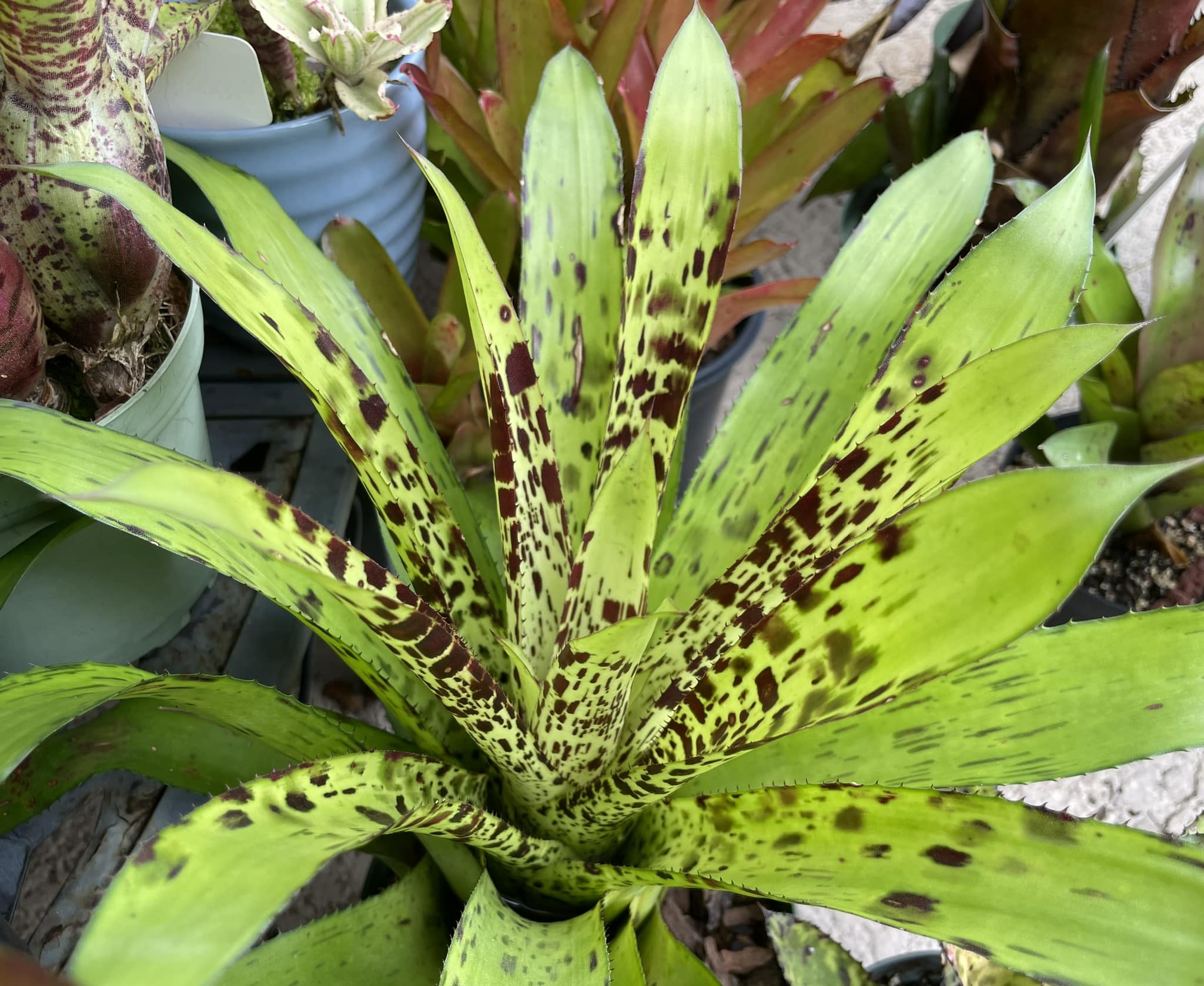 ブロメリア・エアープランツ Aechmea Freckles Aechmea freckles bromeliad's colorful beauty