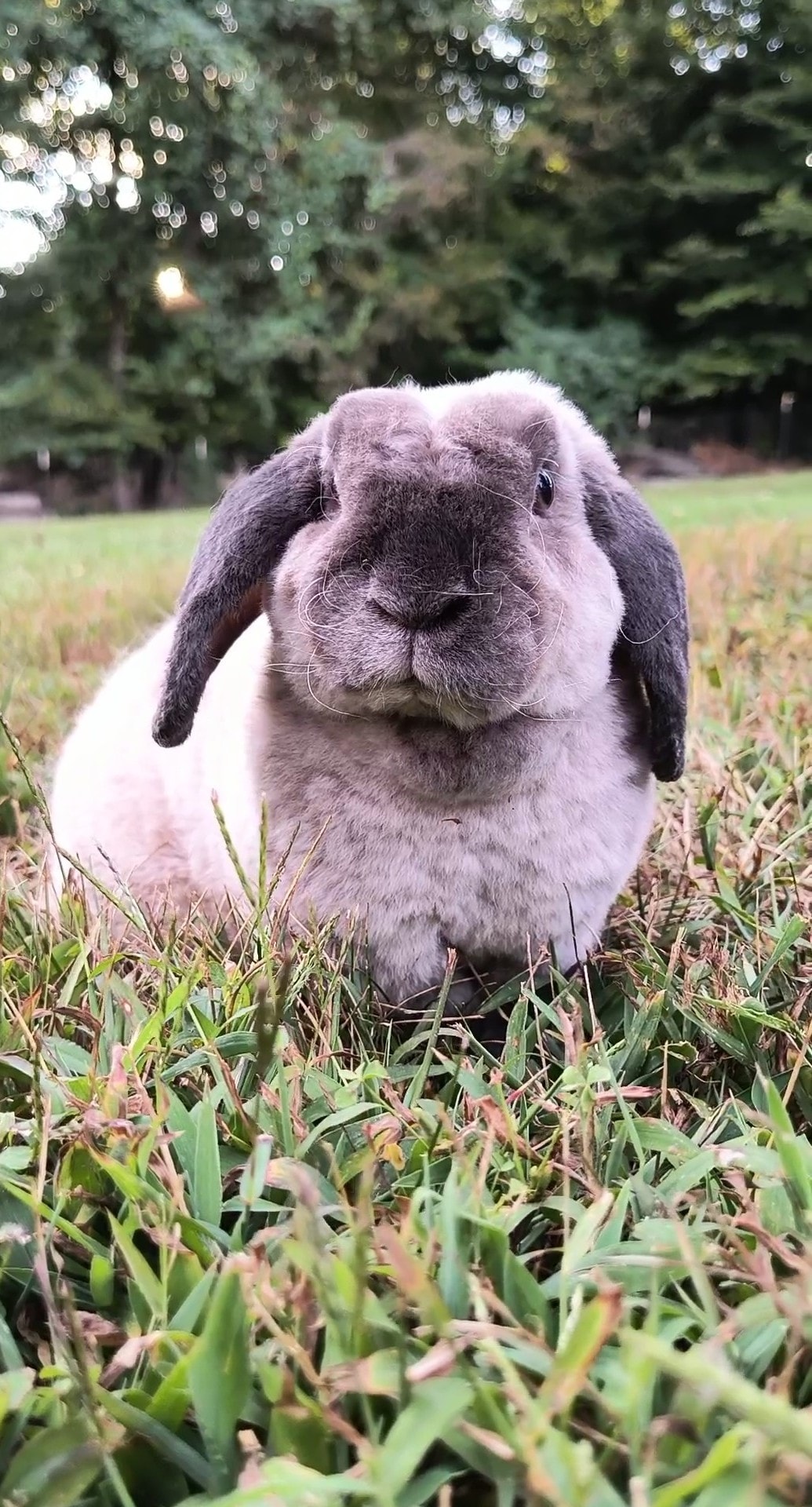 Storybook - Can I be the cause of my rabbit biting? ... Yes. Anyone can ...