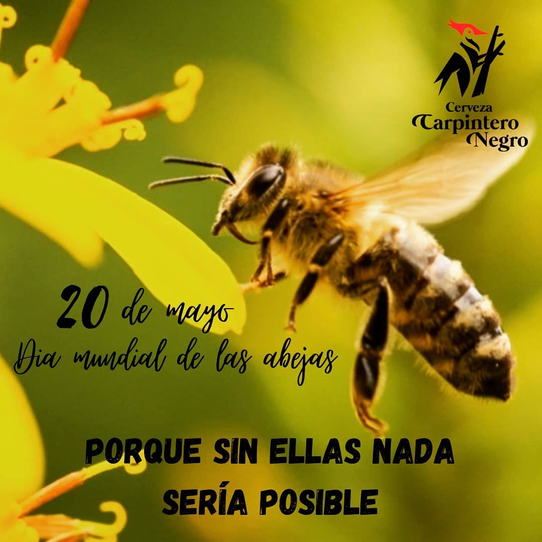 Cerveza - 🐝¿Por que son tan importantes las abejas?🐝 Las abejas no solo ...