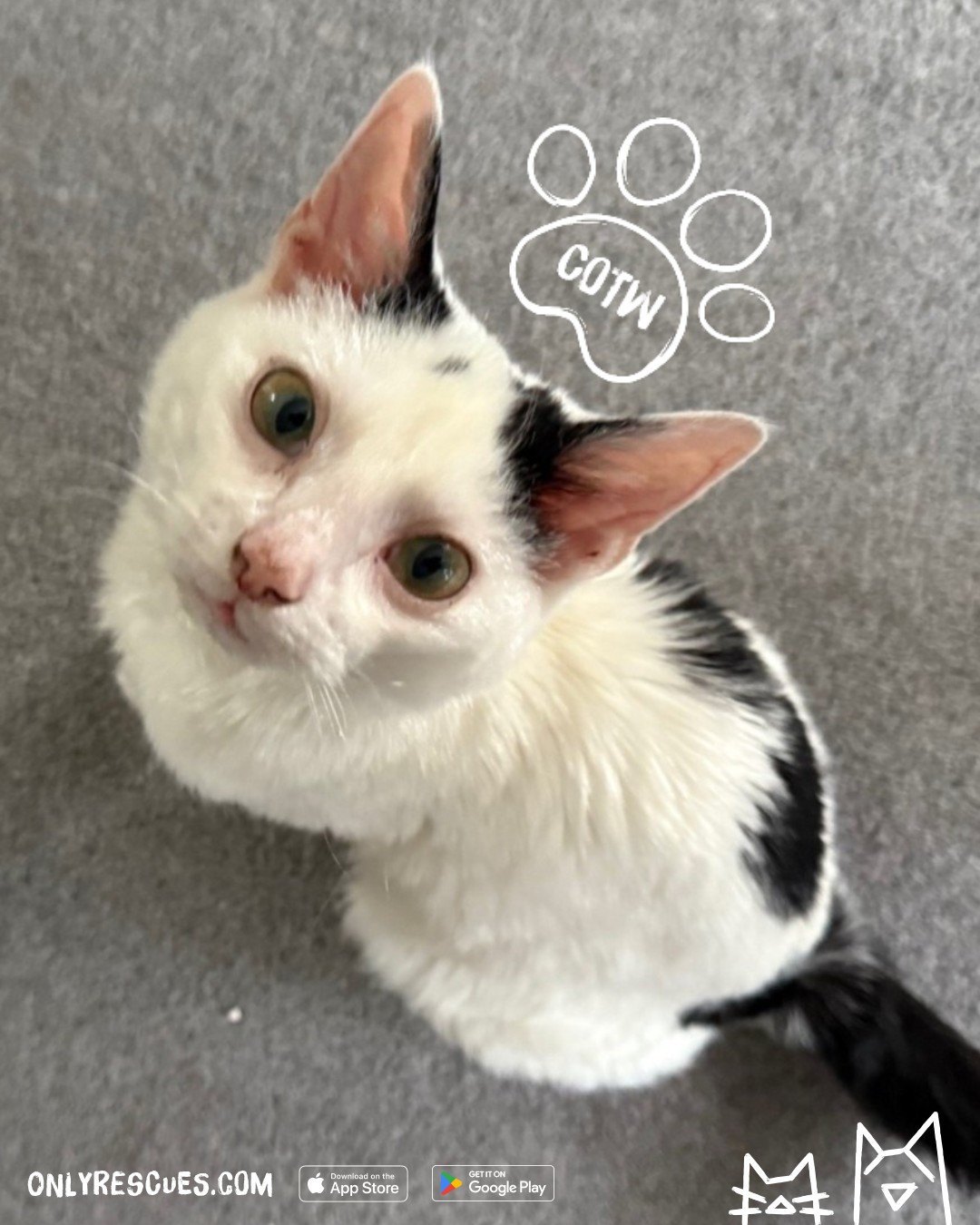 Only Rescues UK - 🐾 ADOPT GHOST 🐾 Beautiful Ghost first... | Facebook