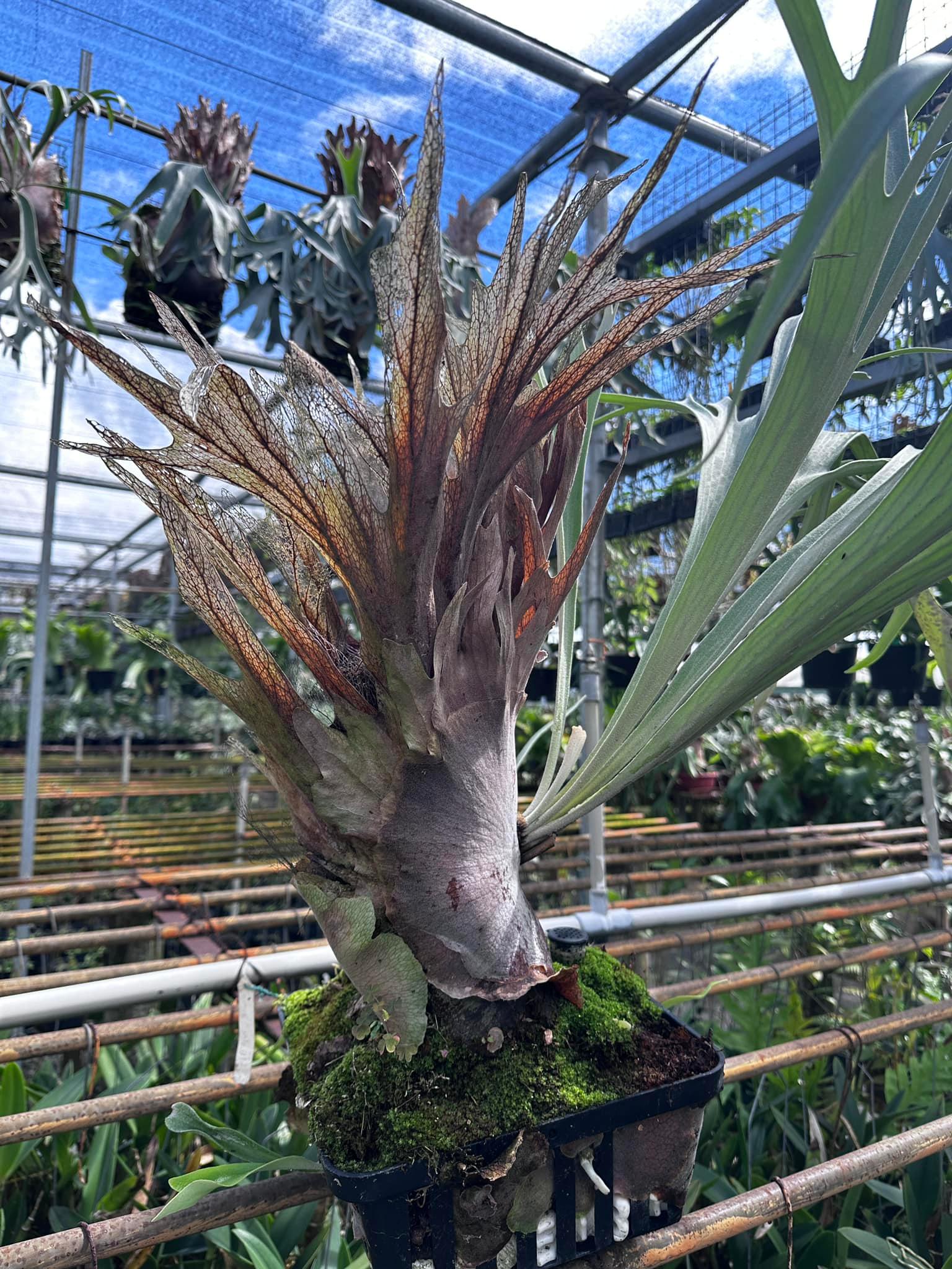 P. willinckii x P. veitchii wild New hybrid from fern banna 3 pup