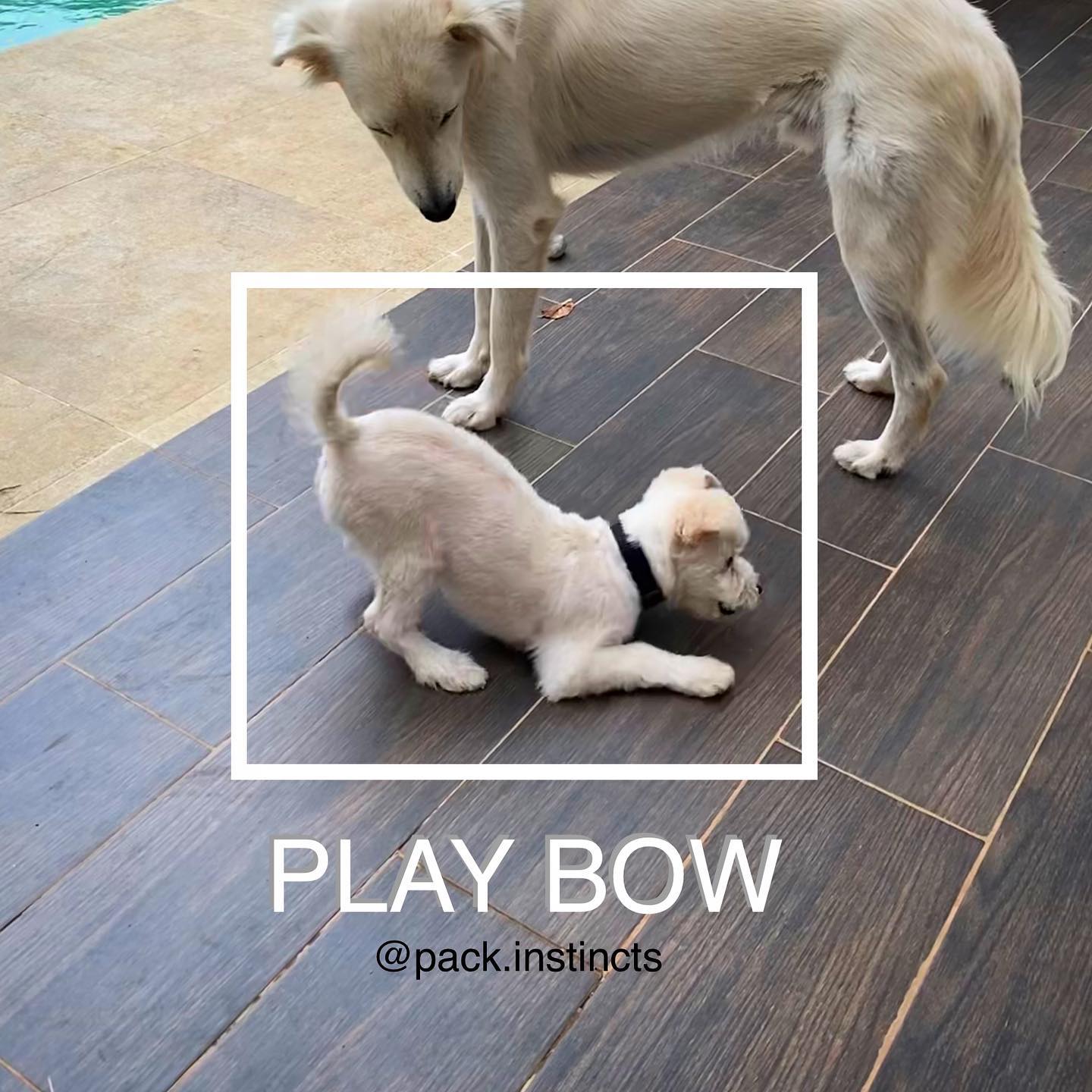 𝐏𝐚𝐜𝐤 𝐈𝐧𝐬𝐭𝐢𝐧𝐜𝐭 - ¿Sabes lo que significa? PLAY BOW o hacer...