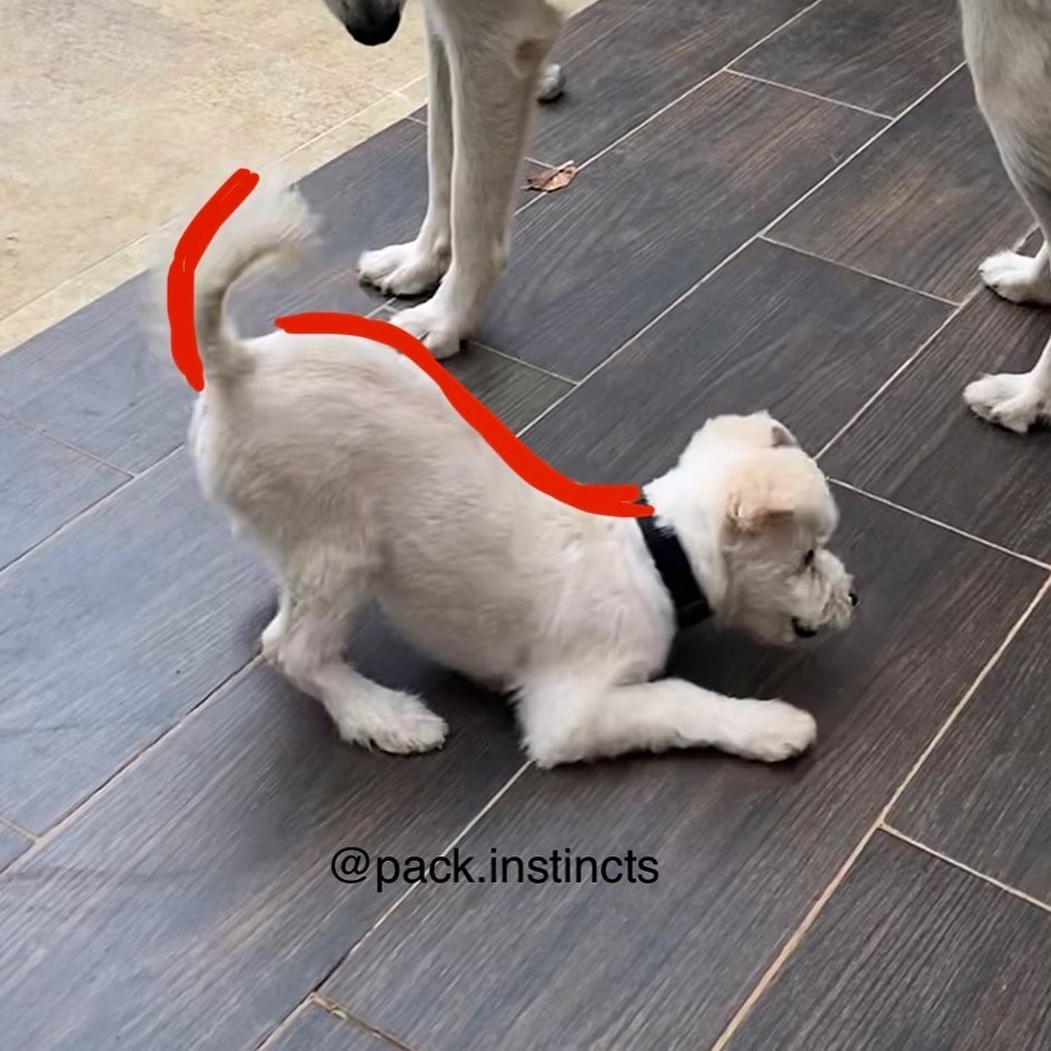 𝐏𝐚𝐜𝐤 𝐈𝐧𝐬𝐭𝐢𝐧𝐜𝐭 - ¿Sabes lo que significa? PLAY BOW o hacer...