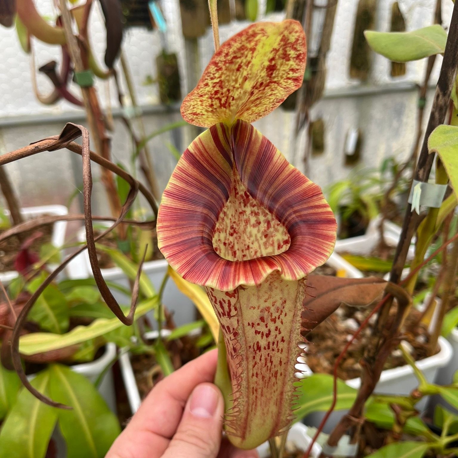 Our Nepenthes (veitchii x lowii) x (lowii x gothica 'Warped