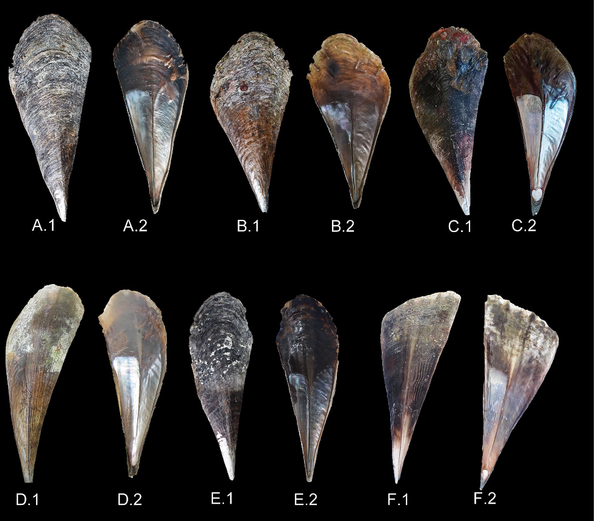 Acta - Study on the Philippines' northern Iloilo pen shells reveals 11 ...