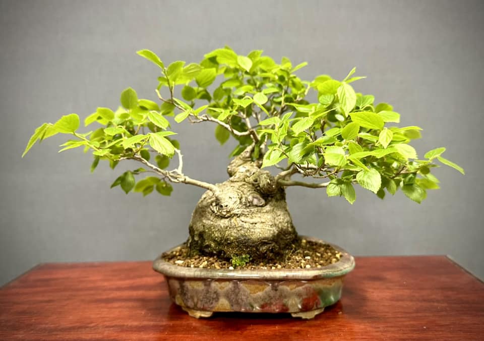 🍀榎木（Chinese hackberry ）🍀 🍀藤（黒龍）🍀 樹形に好き嫌いはある