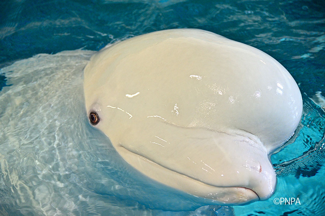 未使用】浜ちりめん 名古屋帯 フクロウ 鳥 虹 クローバー イルカ 