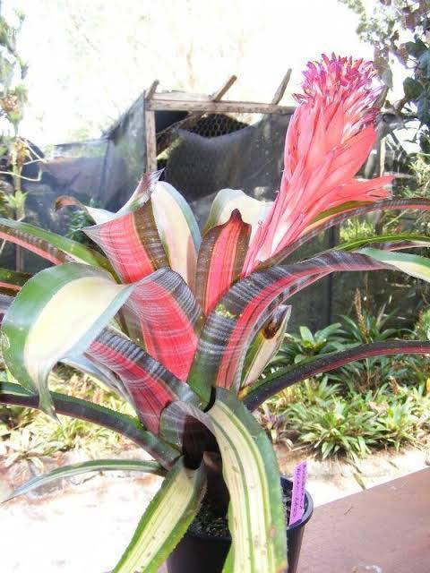 Billbergia Allan Ladd: a stunning bromeliad with bright foliage