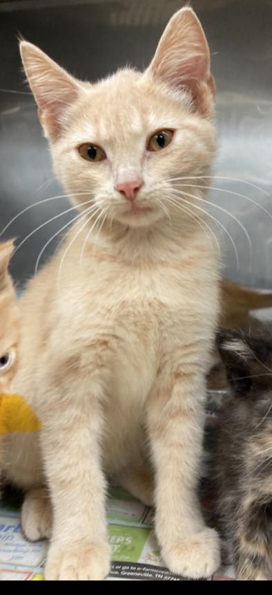 💕SAFE with rescue, SAFE!!😻 #27018-B / orange / DSH / Kitten This