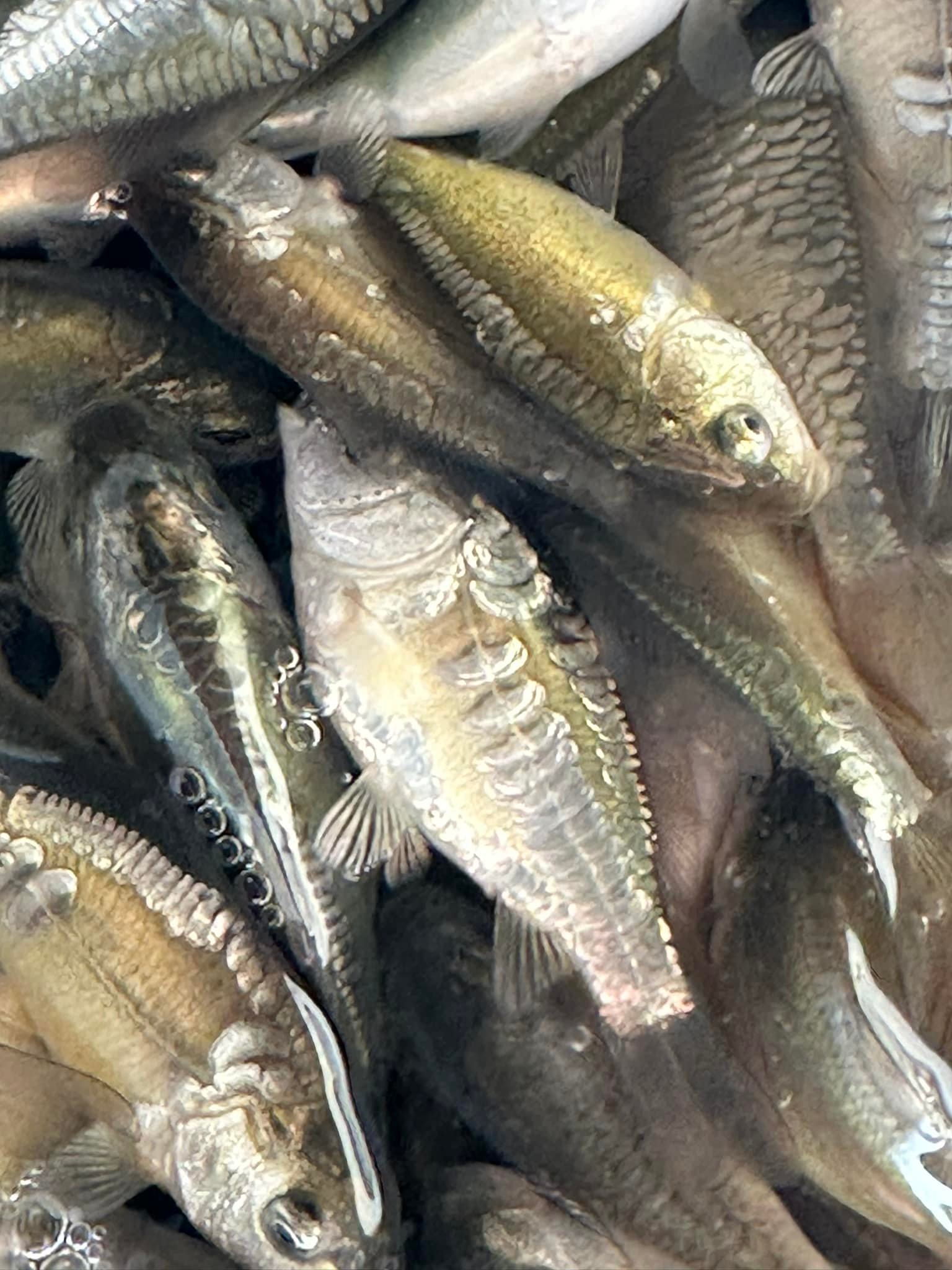 Babylon Fish Farm | Tonbridge
