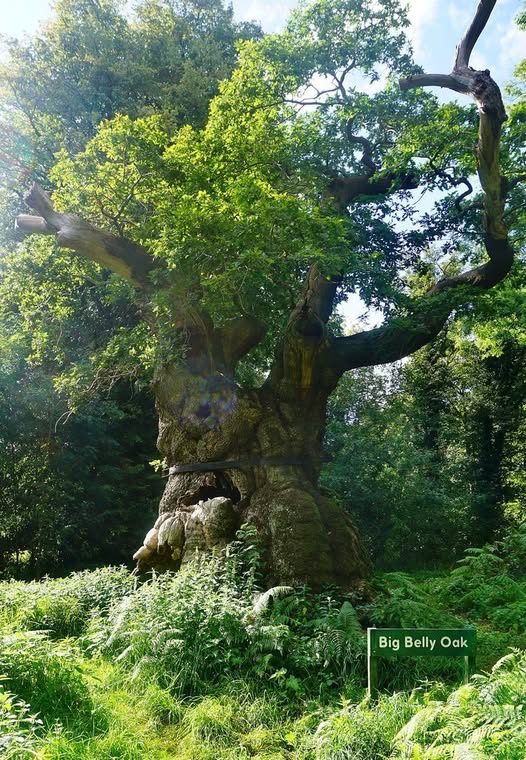 RuralHistoria - The Big Belly Oak, approximately 1,100 years old, is ...