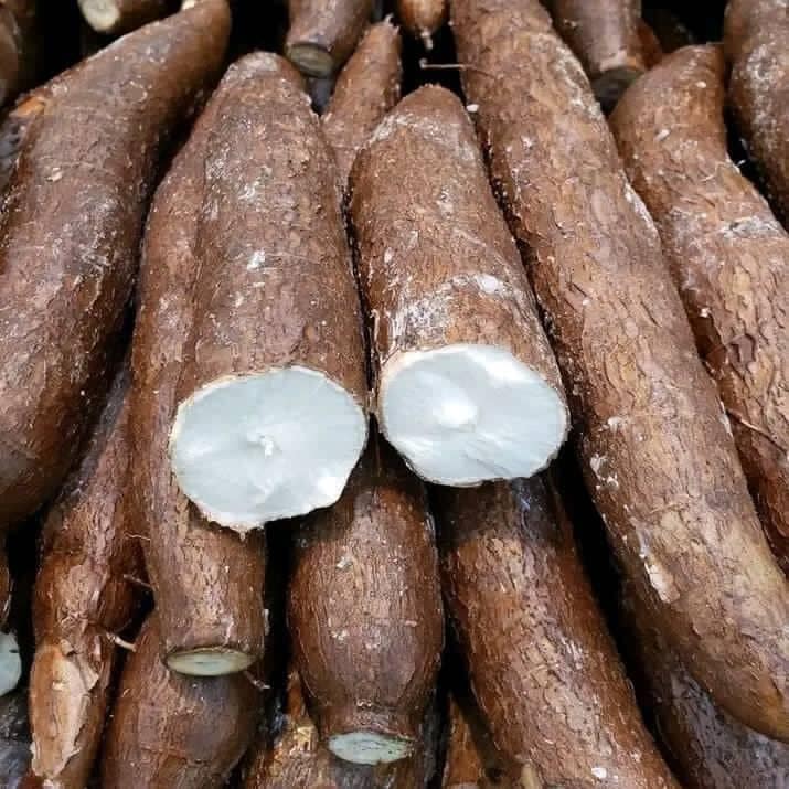 CAUM GROUP - 🗣️ Bon à savoir : Le Manioc Originaire du... | Facebook