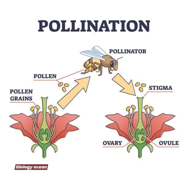 Biology Ocean - Pollination Biology Ocean | Facebook