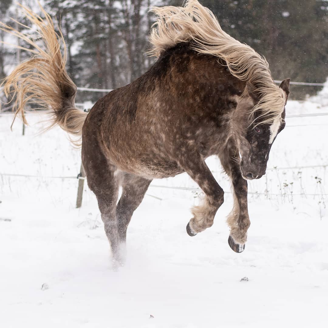 Muuksi... - Muuksi Tall - eesti hobune - estonian native horse