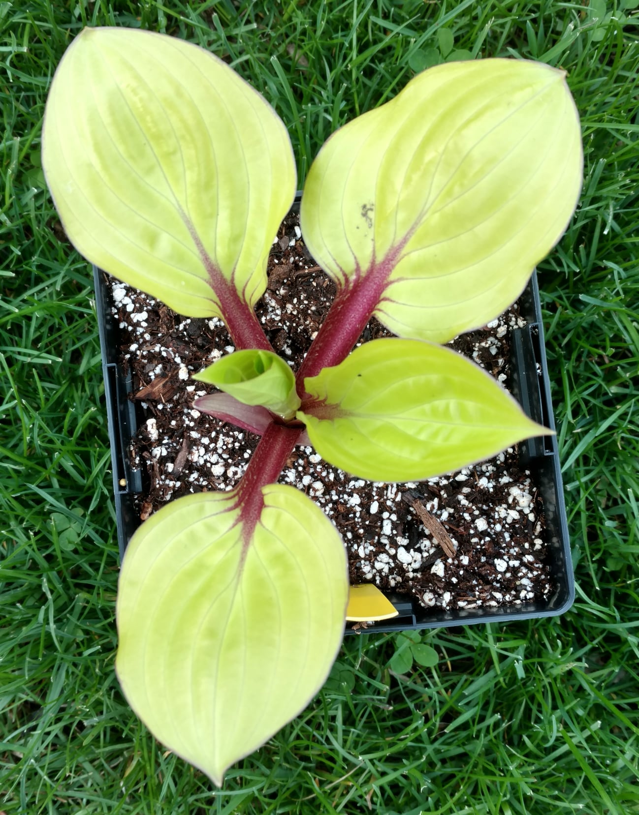 Kat's Garden - Spring has been so cool and our hostas and... | Facebook