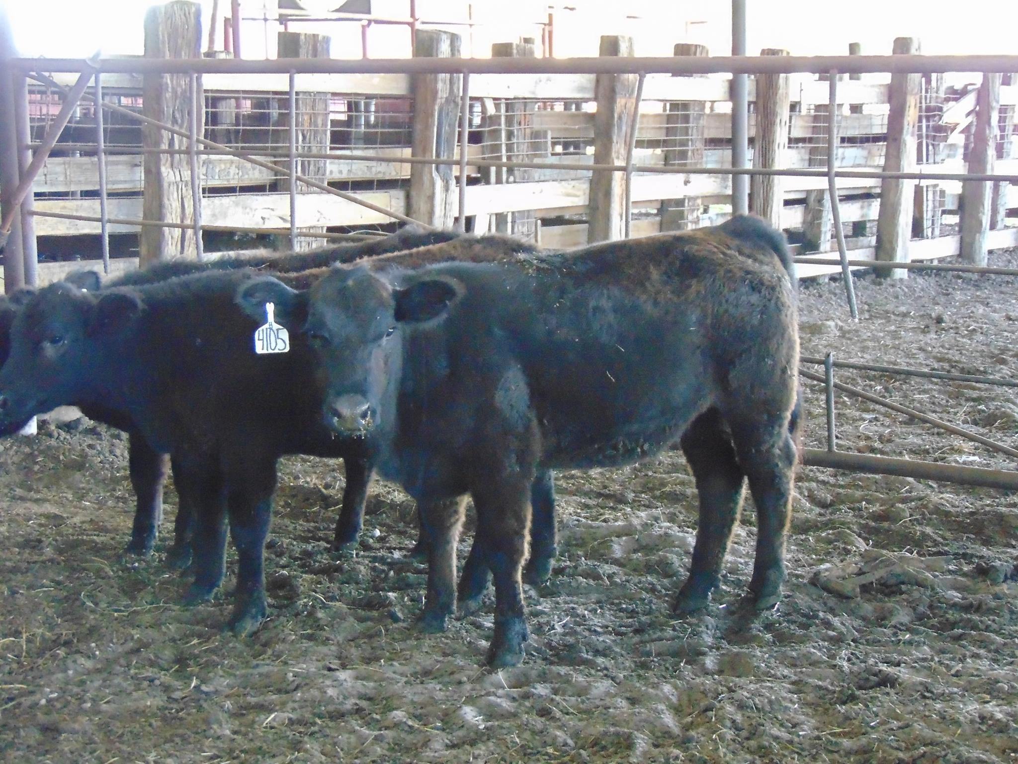 Raney Cattle Company - Home | Facebook