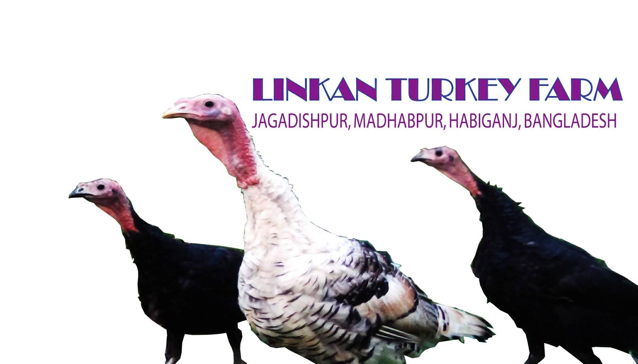 Linkan Turkey Farm