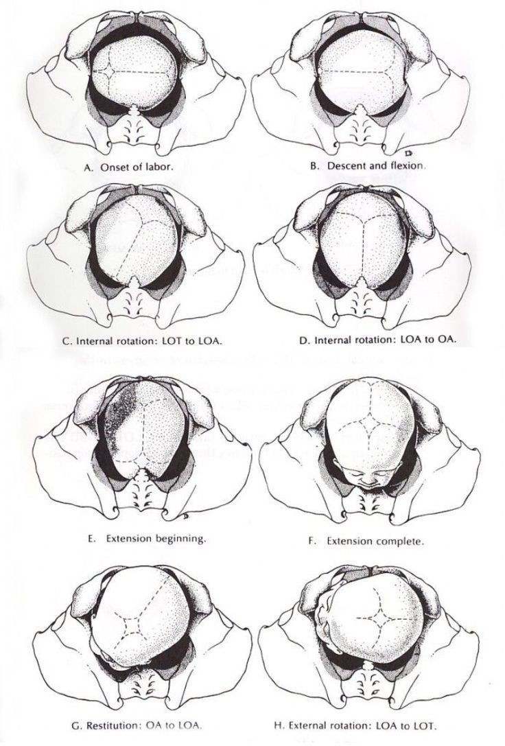 Human Anatomy Group | THE JOURNEY OF BIRTH: UNDERSTANDING FETAL ...