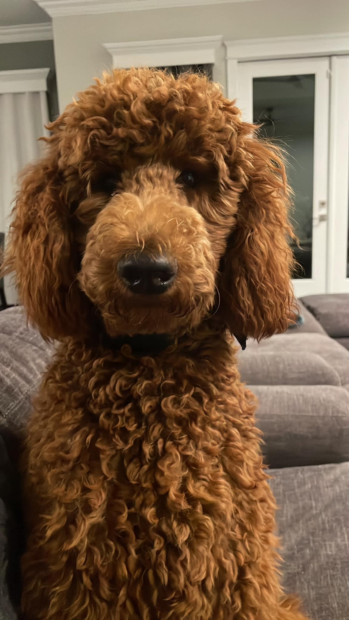 Cones stop dog from chewing groomer