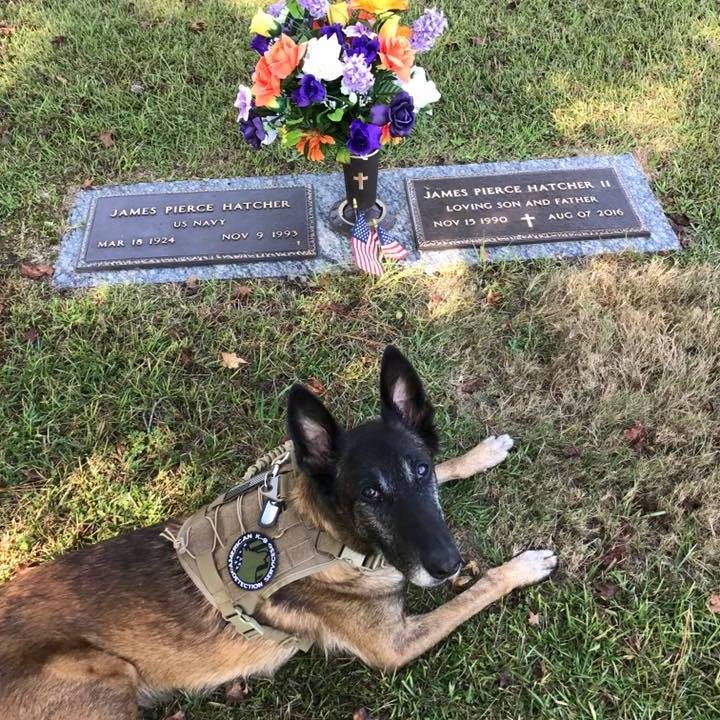 As of 30 minutes ago Cobus has... - Cobus the Veteran Dog | Facebook