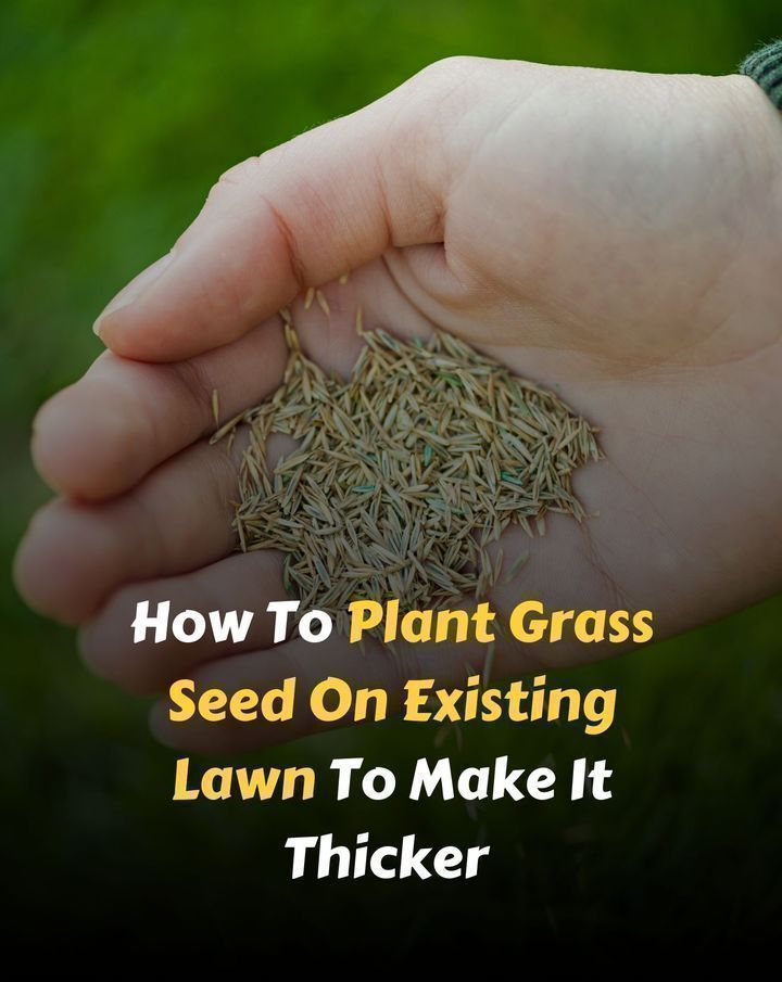 Positive - How To Plant Grass Seed On Existing Lawn To Make It Thicker ...