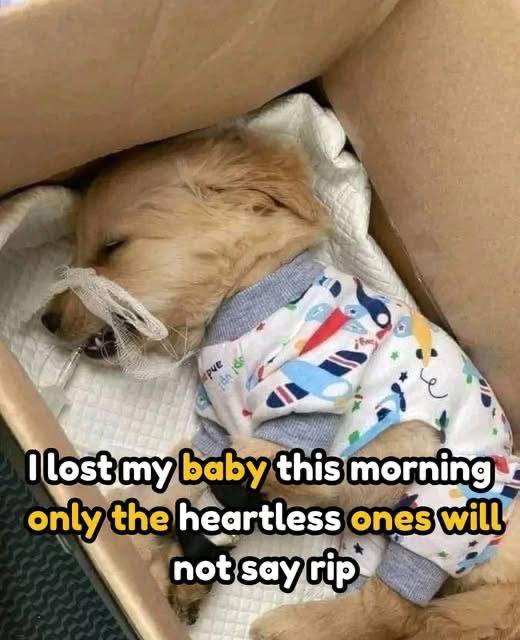 I lost my baby this morning only... - Animals Make Me Happy | Facebook