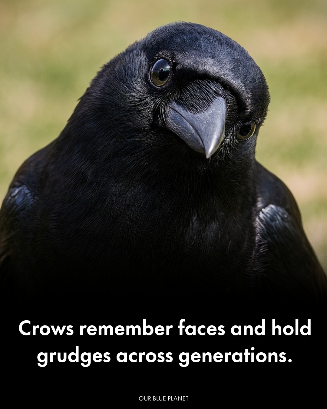 Our - Crows are among the most intelligent animals on Earth—capable of ...